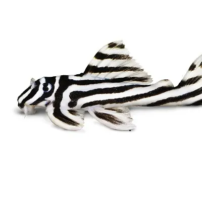 Best Plecos for a Community Tank (And What Most Guides Get Wrong)